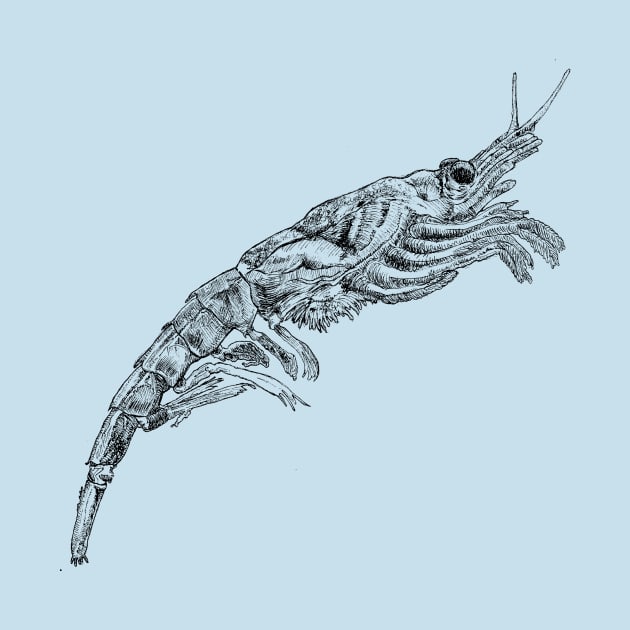Shrimp by Ballyraven