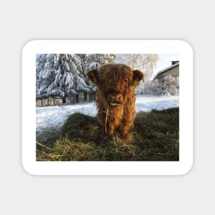 Scottish Highland Cattle Calf 1902 Magnet