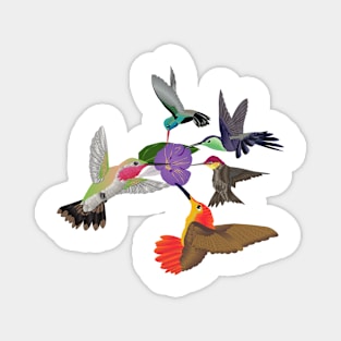 humming birds Magnet