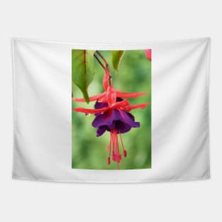 Fuchsia  FuchsiaBerry Tapestry