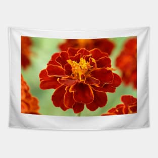 Tagetes patula &#39;Red Cherry&#39; French marigold Tapestry