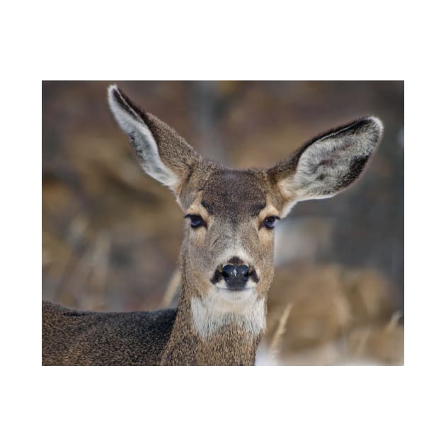 Mule Deer Listening Intently by algill