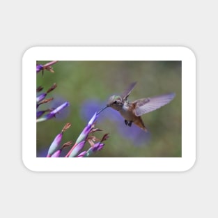 Allen's Hummingbird Magnet