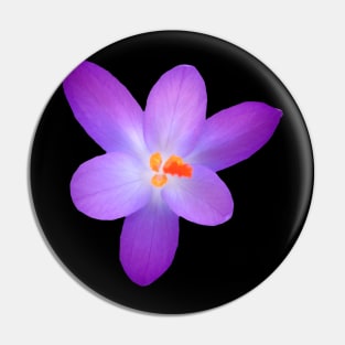 purple, crocus, violet, crocuses, spring flowers Pin