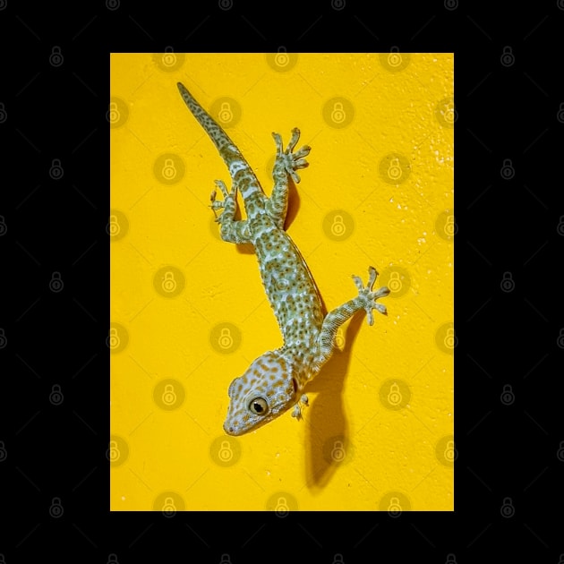 Tokay Gecko by Upbeat Traveler