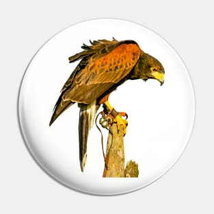 Harris Hawk on alert Pin