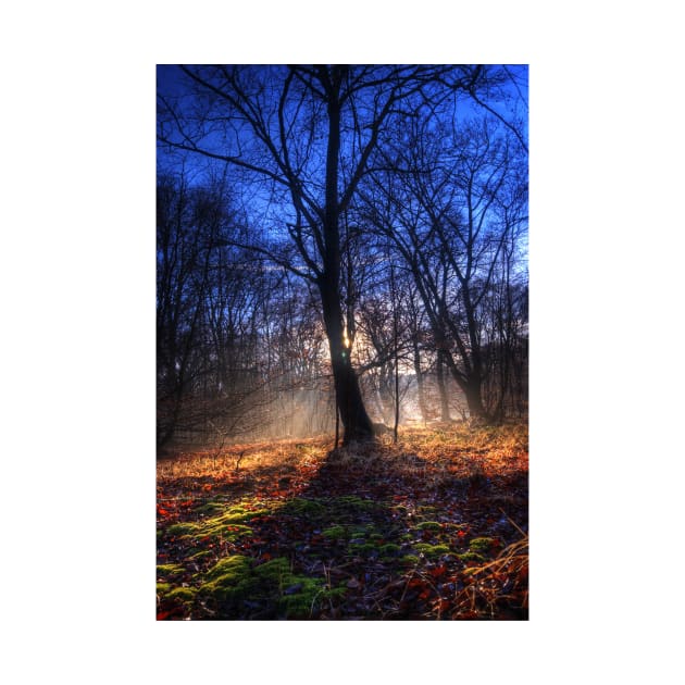 Autumn in Epping Forest by Nigdaw