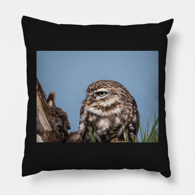 Little owl perched on at tree trunk Pillow by Dolfilms