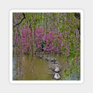 The Swans & The Weeping Cherries Magnet