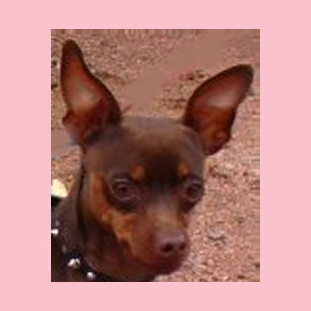 miniature pinscher chocolate and tan by Wanderingangel