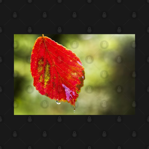 Red Alder Leaf by heidiannemorris