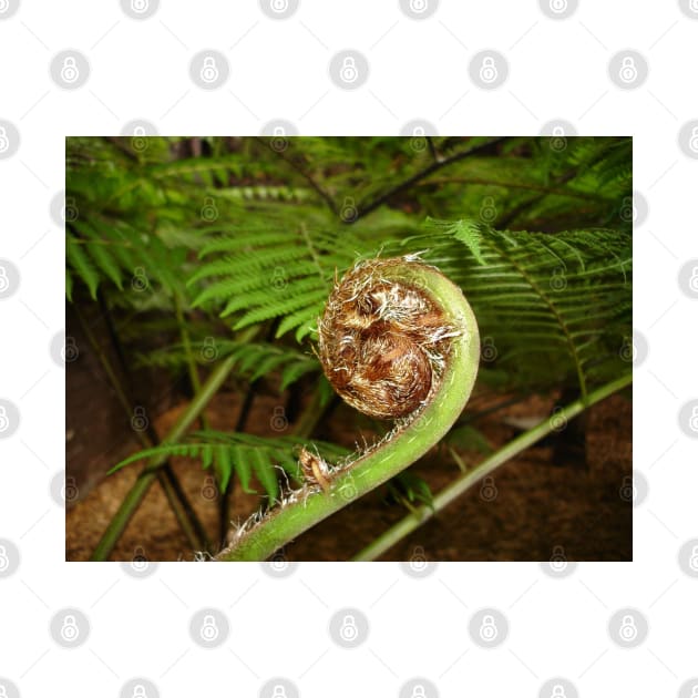 Fern Spiral by Julie Vaux