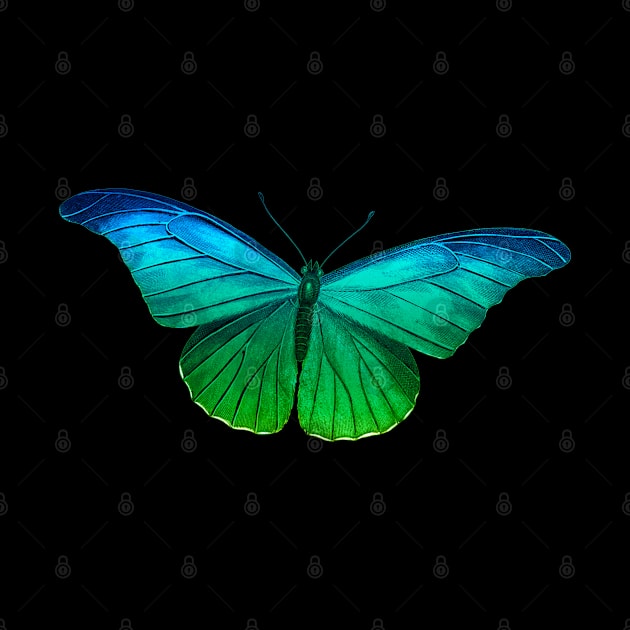 Vintage Rainbow Butterfly by littleprints