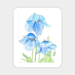 Blue Poppies watercolour painting Magnet