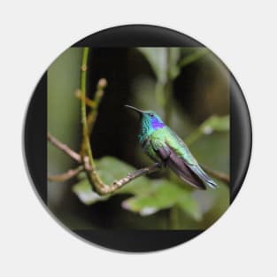 Green Violetear Hummingbird Pin