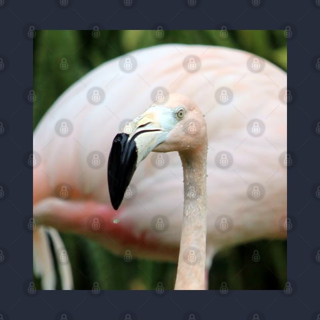 Flamingo by croper