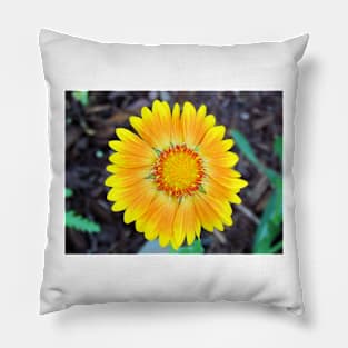 Orange & Yellow Daisy Pillow