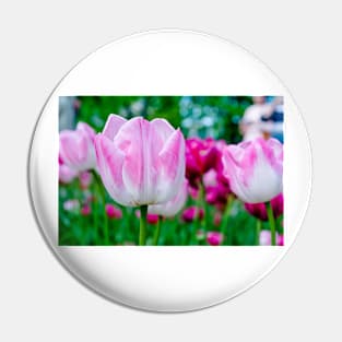 Pink tulips closeup Pin