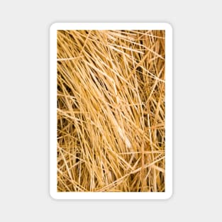 Dried yellow grass texture in a paddock Magnet