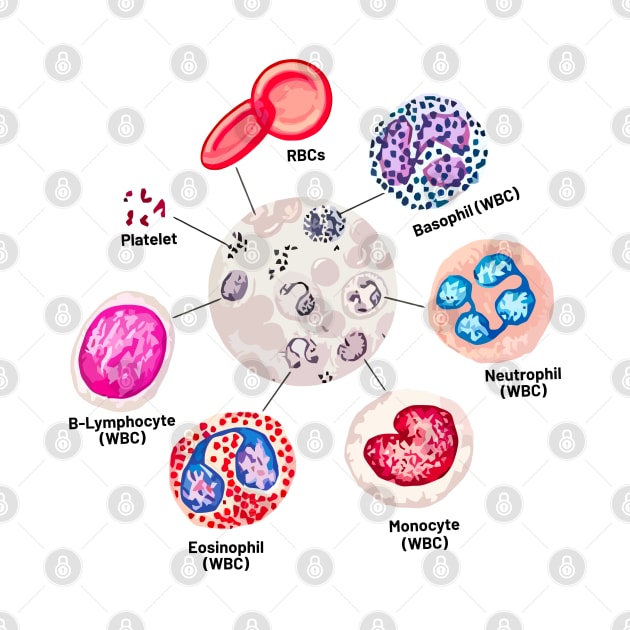 Blood cells. RBCs. WBCs, Basophil, Platelet, thrombocyte, Neutrophil, B-Lymphocyte, Monocyte, Eosinophil. by labstud