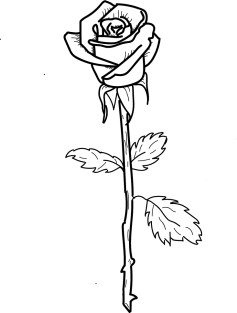 White Rose Magnet