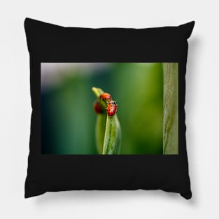 Ladybugs on Leaf Pillow