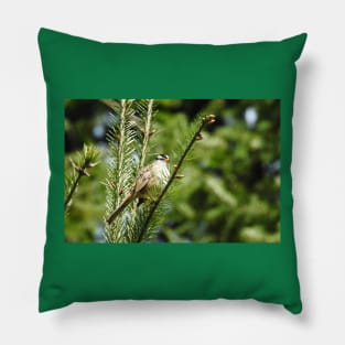 White crowned sparrow, birds, wildlife, nature, gifts Pillow