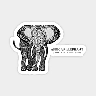 African Elephant with Common and Latin Names - animal design Magnet