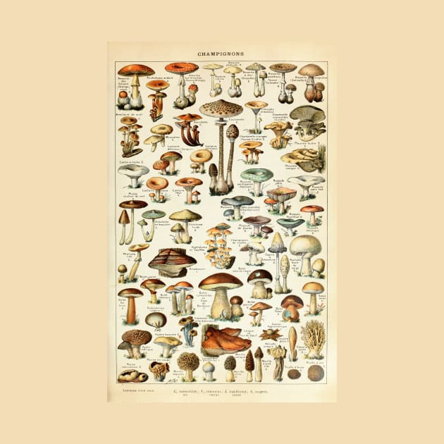 Champignon I Vintage French Mushroom Chart by visionarysea