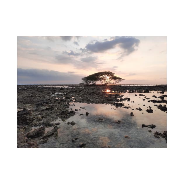 Single tree at Gili Trawangan beach by kall3bu