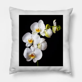 Gorgeous White Orchids Pillow