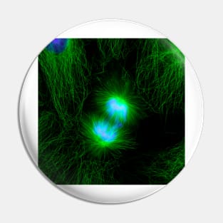 Cell division, fluorescent micrograph (C010/3482) Pin