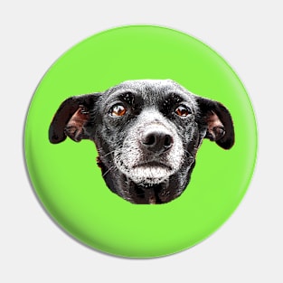 Chihuahua Pin