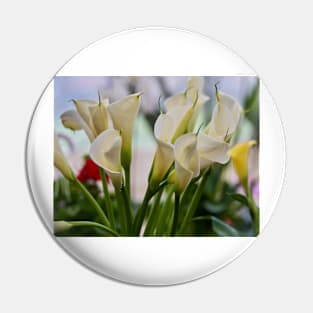 Calla flowers blooming Pin