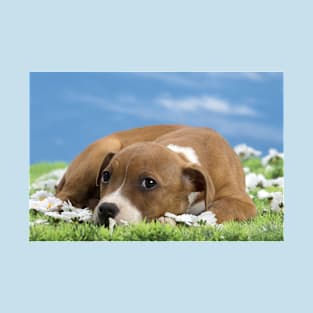 American Staffordshire Terrier puppy dog on a Field of Daisies. T-Shirt