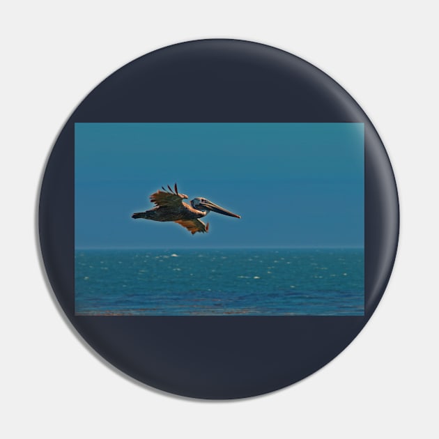 Pelican in flight Pin by wanungara