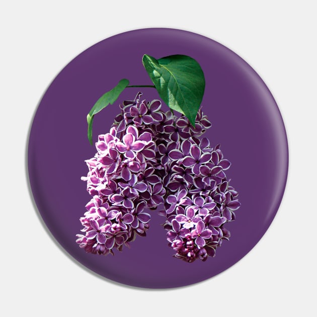 Lilacs - Two-Toned Lilacs Pin by SusanSavad