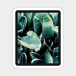 Leaves, Tropical leaves, Leaf, Modern art, Wall art, Print, Minimalistic, Modern, Scandinavian print Magnet