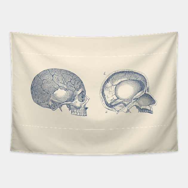 Human Skull - Classic Anatomy Tapestry by Vintage Anatomy Prints