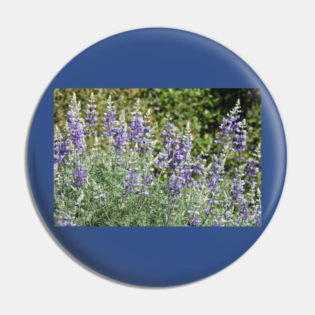 Flowers, purple lupines, nature, gifts, Violet Sublime Pin by sandyo2ly