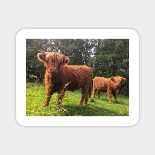 Scottish Highland Cattle Calf 2048 Magnet