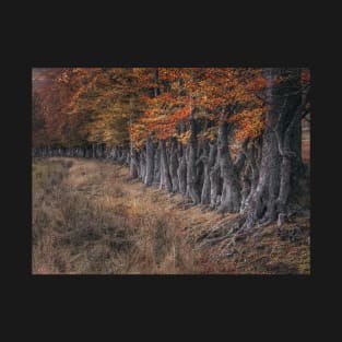 'By the Left, Quick March', autumnal beech trees, near Loch Rannoch. T-Shirt