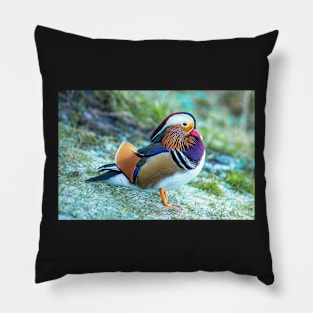 Male Mandarin duck in the UK Pillow