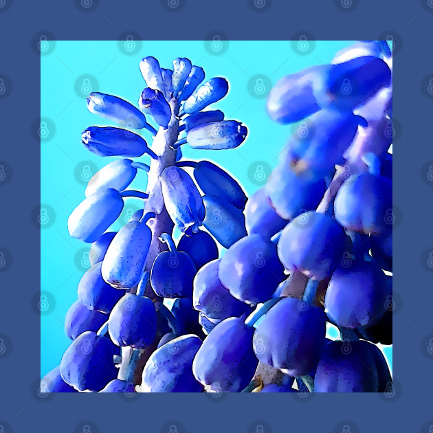 Muscari Grape Hyacinth by danieljanda