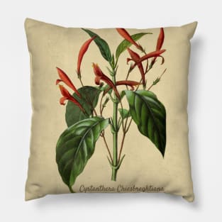 Cyrtanthera Chiesbreghtiana With Details Pillow