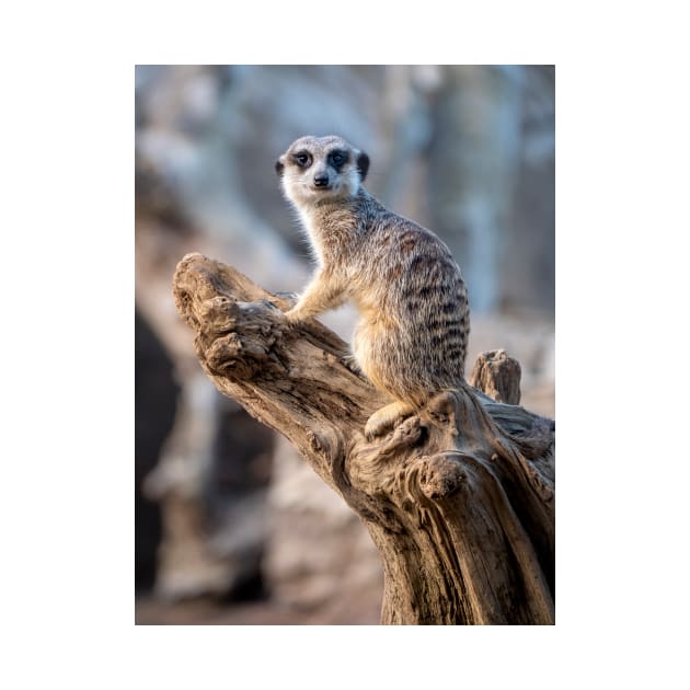 Meerkat - Lord of the Manor by AndrewGoodall