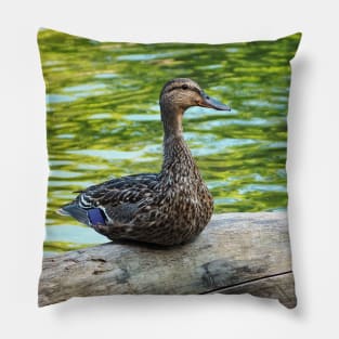 Female Mallard Duck Sitting On A Log Pillow