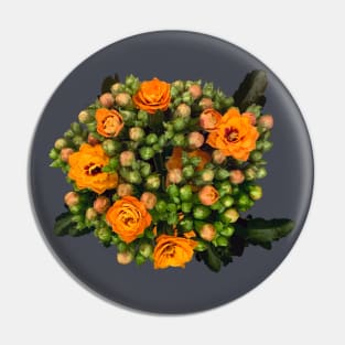 Kalanchoe on dark grey background Pin