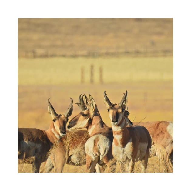 Pronghorn, antelope, wildlife, gifts, Life of the Herd by sandyo2ly