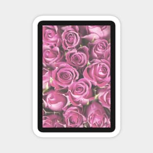 Pale Pink Roses Photo Magnet